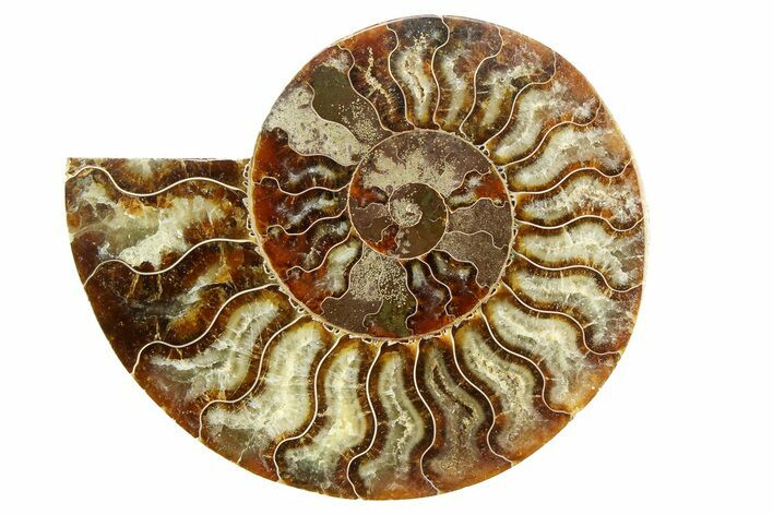 Cut & Polished Ammonite Fossil (Half) - Madagascar #308096